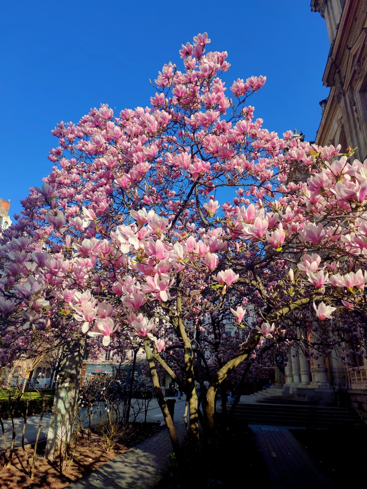 magnolie inflorita pe strada langa o cladire