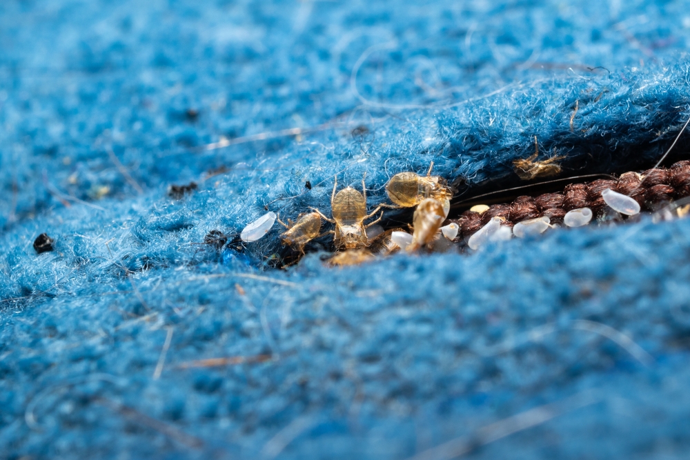 ploșnițe de pat ascunse in textile albastre