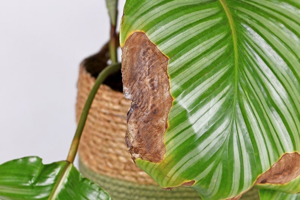 De ce se usucă vârfurile plantelor: O frunză de calatheea cu bucăți uscate și maornii pe margini. 