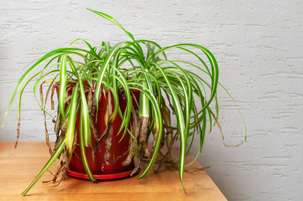 De ce se usucă vârfurile plantelor: O plantă păianjen biciolor cu vârfurile frunzelor uscate și maronii, într-un ghiveci maro, pe o masă din lemn natur.