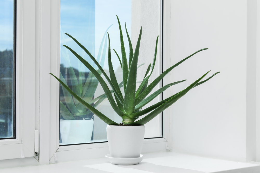 O aloe vera într-un ghiveci alb pe pervazul unei ferestre în soare. 