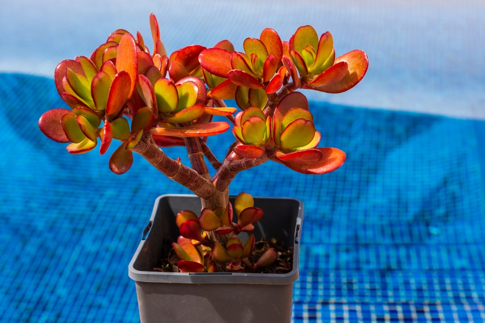 Plante rezistente la secetă: O planteă de crassula ovata cu frunze portocalii într-un ghiveci negru în plin soare, pe un fundal de piscină albastru, 