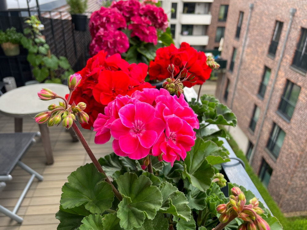 Mușcate cu flori roz și roșii în ghivece într-un balcon înflorit. 
