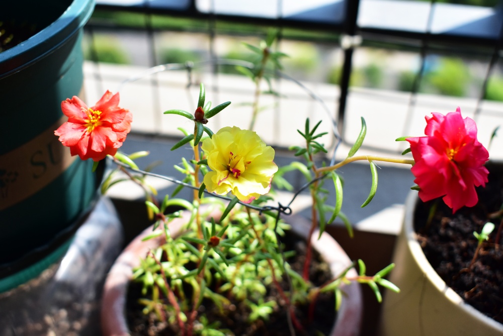 Floare de piatră cu flori portocalii, roz și galbene în ghivece pe un balcon însorit.