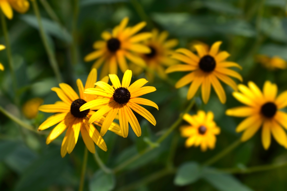 Plante rezistente la secetă: Flori galbene de Rudbeckia hirta în grădină, close-up.
