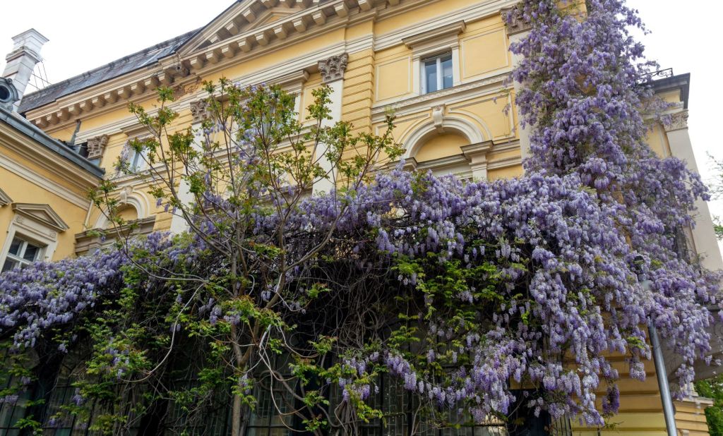 cladire cu arhitectura veche acoperita cu flori de glicina mov care arata cat creste glicina si in cat timp infloreste