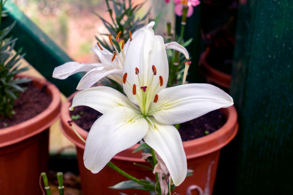 crinul de Paste ingrijire in ghiveci