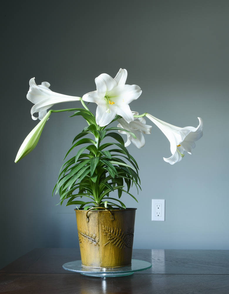 crin de paste inflorit cu trei flori albe intr-un ghiveci pe o masă in interior