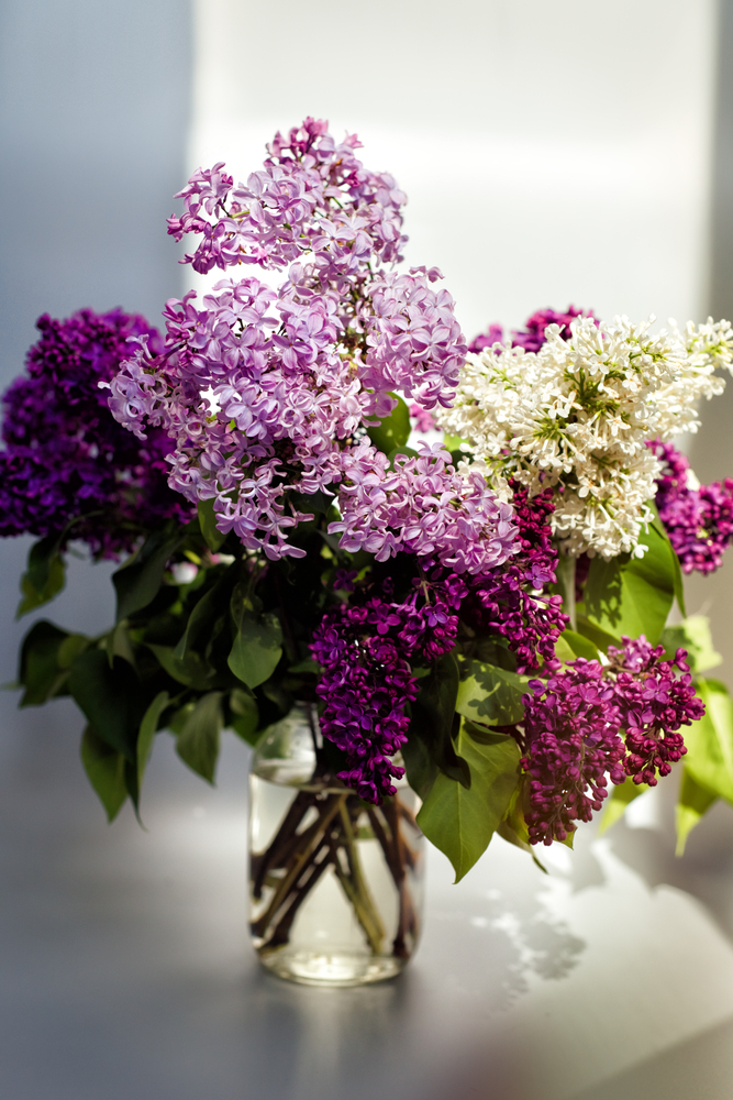 cat rezista liliacul in vaza