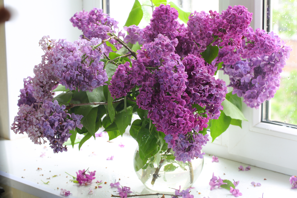 flori de liliac violet intr-o vaza transparenta asezata pe pervazul unei ferestre