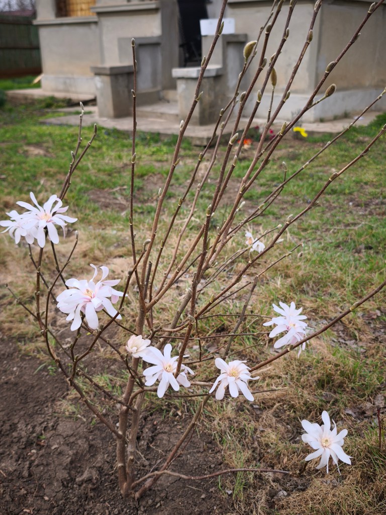 Proprietarii s-au acupat și se ocupă singuri de renovarea casei