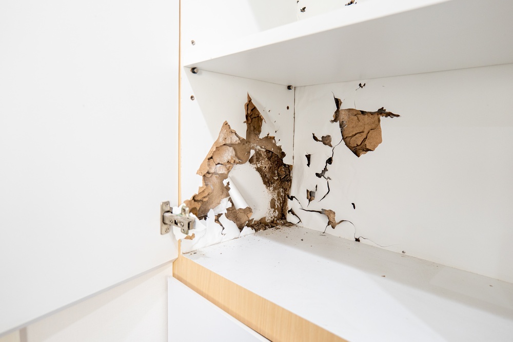 mobila mâncată de daunatori