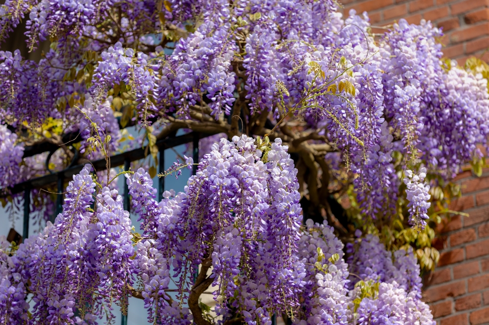 cât crește glicina și în cât timp înflorește fotografie cu flori mov ciorchine
