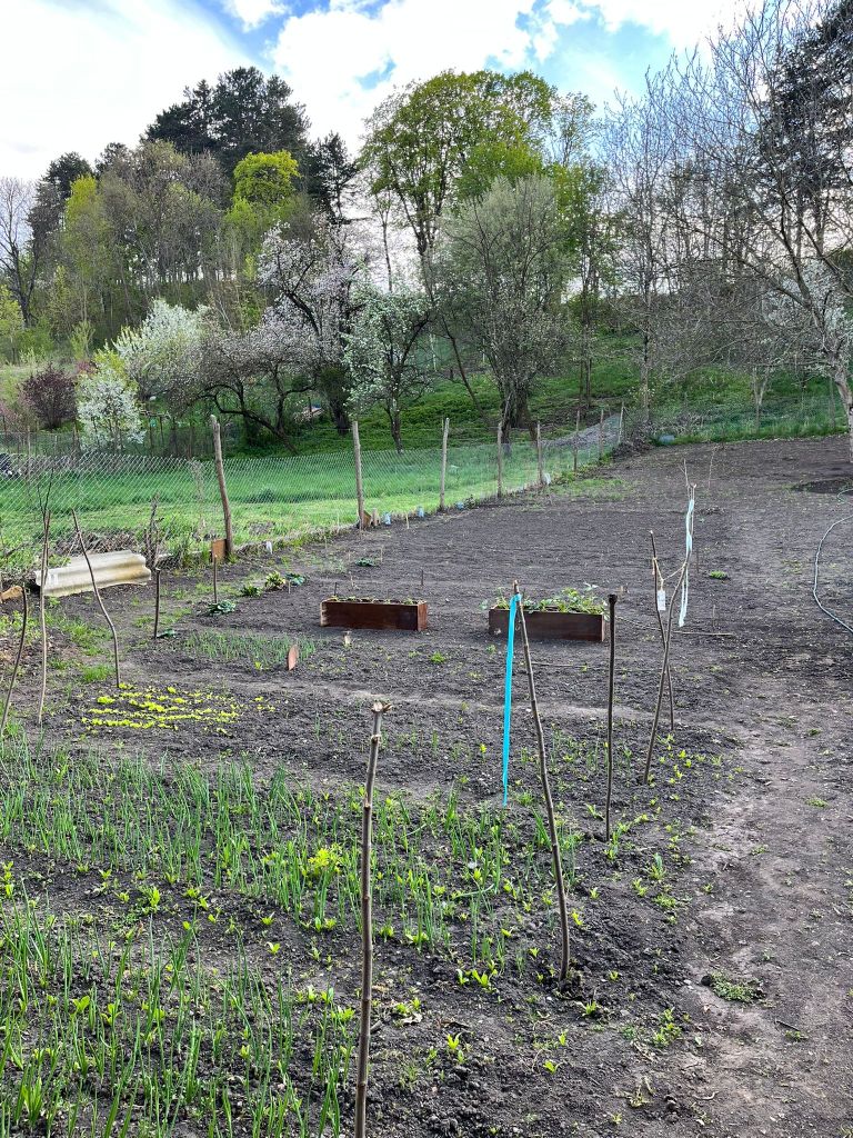 Andreea și soțul ei au început să lucreze la curte și s-au ocupat de o mică grădină de legume