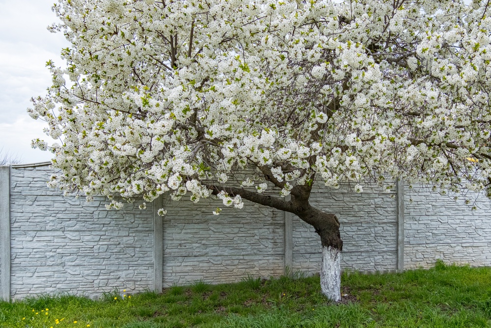 pom fructifer înflorit lângă gard vecin 