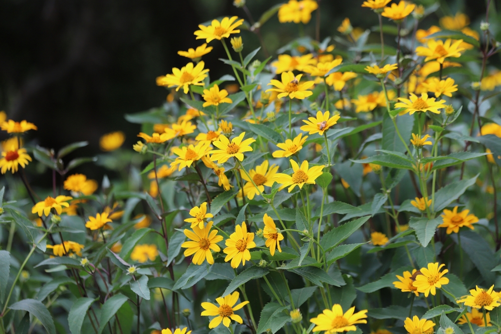Plante invazive în grădină: Helianthus cu flori galbene în grădină.