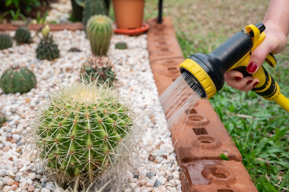 cactus de grădină udare 