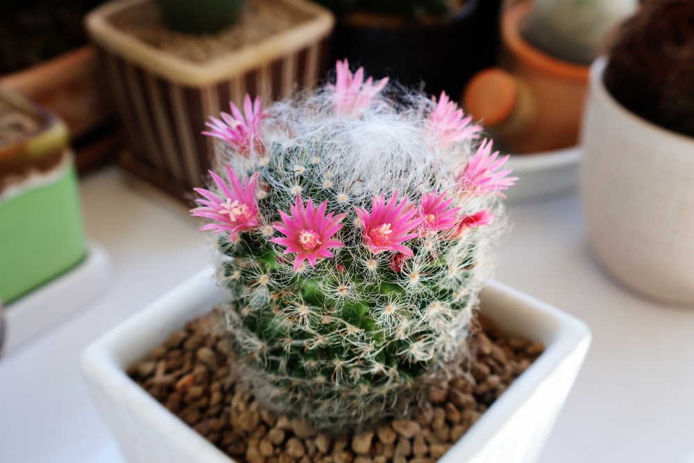 cactus inflorit