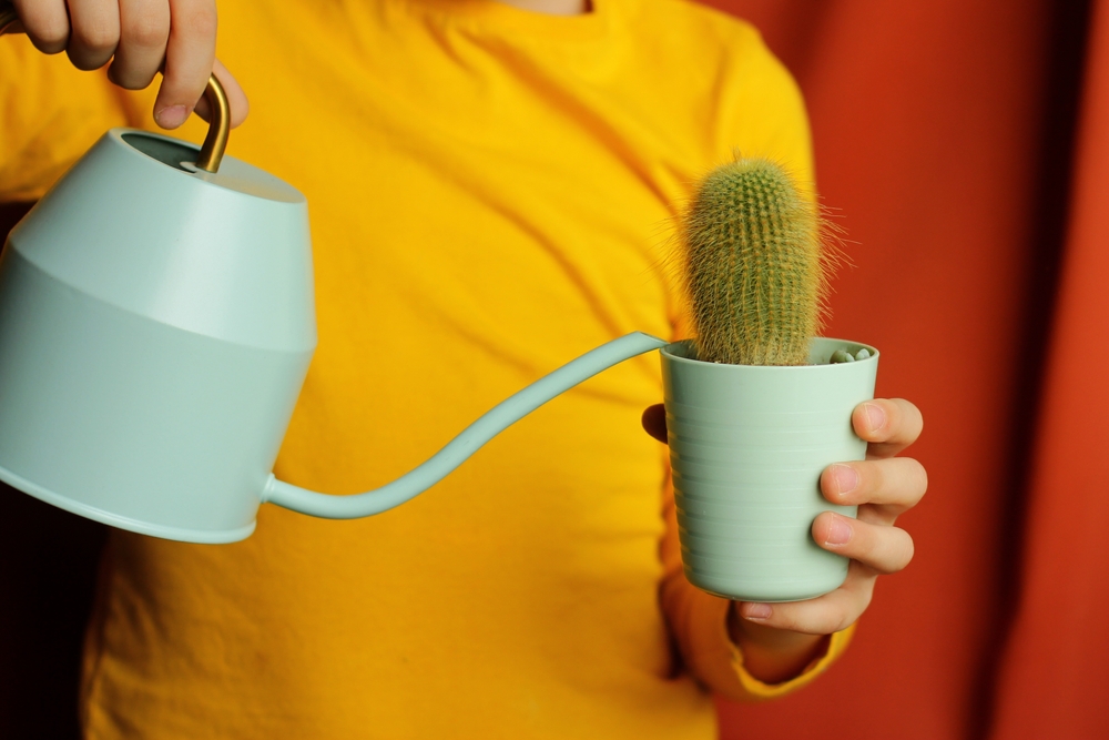 udare cactus cu stropitoare de către femeie in pulover galben