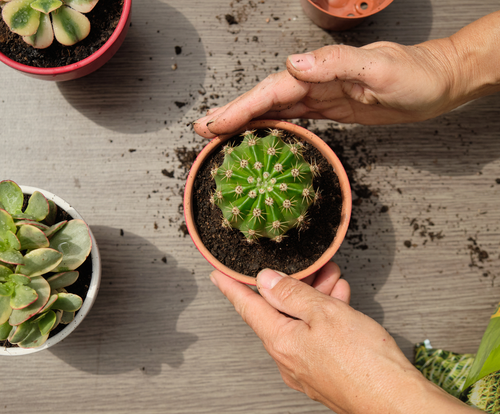 cactus replantare ghiveci 