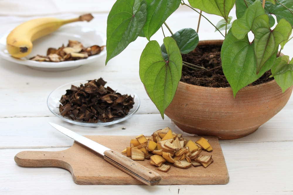 coji de banane maruntite fertilizant natural 