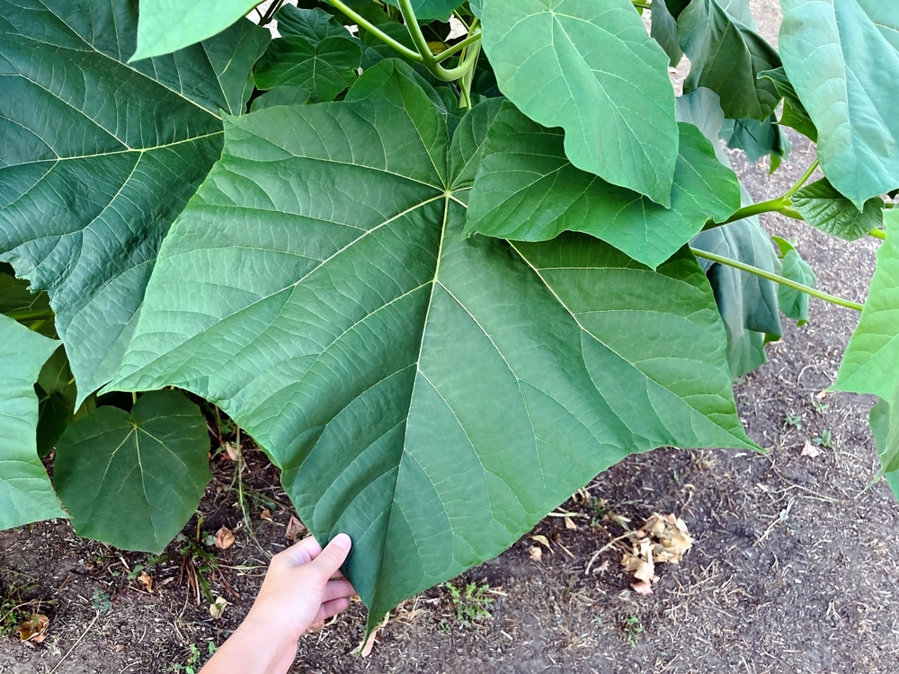 frunză de paulownia