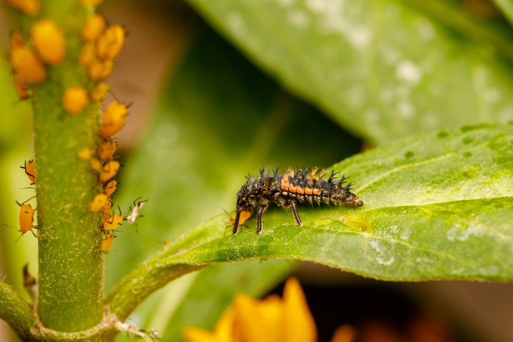 larva buburuza se hrănește cu afide 
