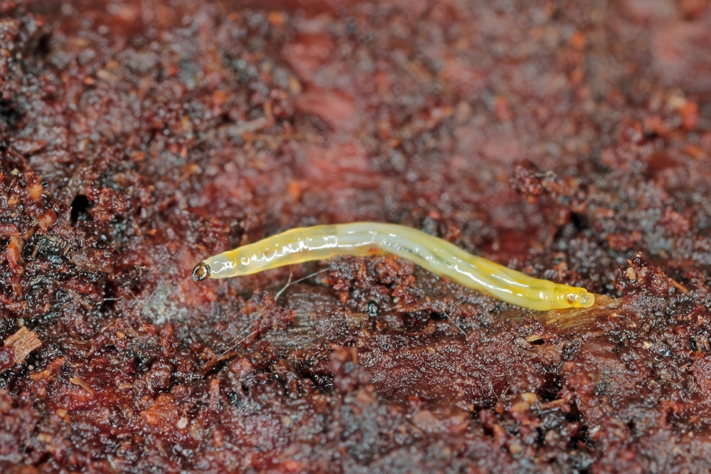 larva musculițe mici negre