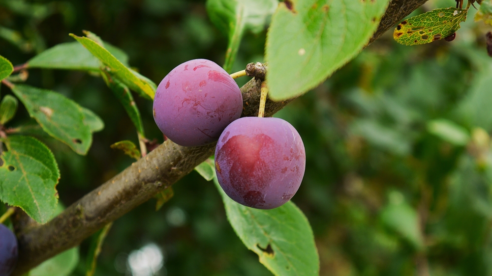 pom fructifer prune