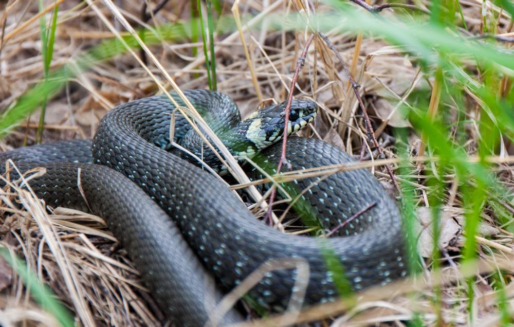 șarpe natrix natrix in iarba curte grădină