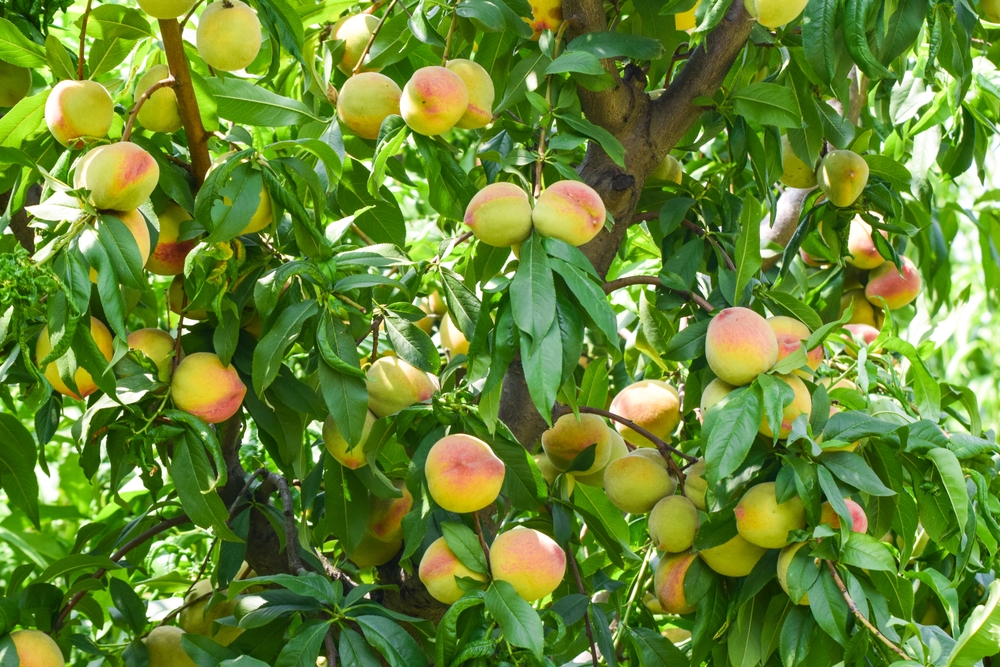 fructe pom tăiat in verde 