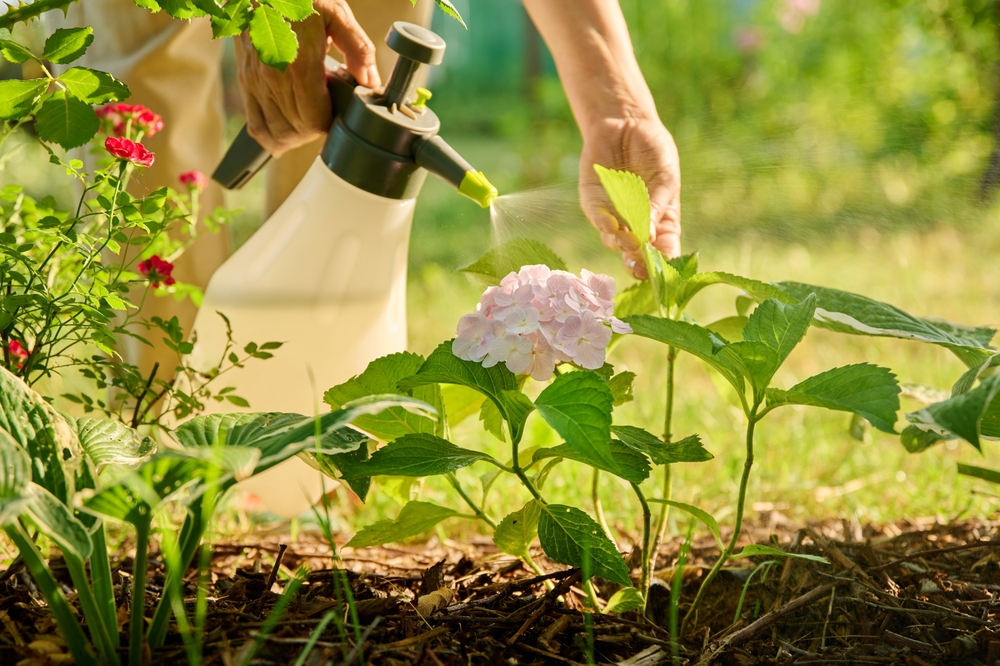Mâini de femeie pulverizează insecticide naturale pentru flori pe o plantă mică de hortensie înflorită în grădină, în plin soare. 