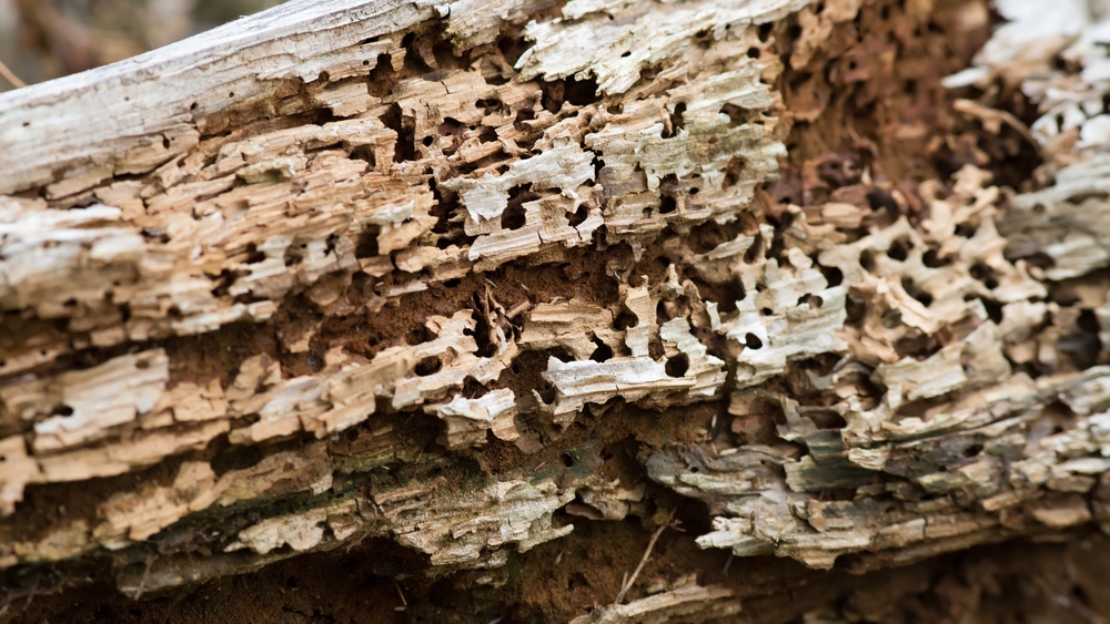 carii de lemn afectat de insecte care îl consuma pe interior