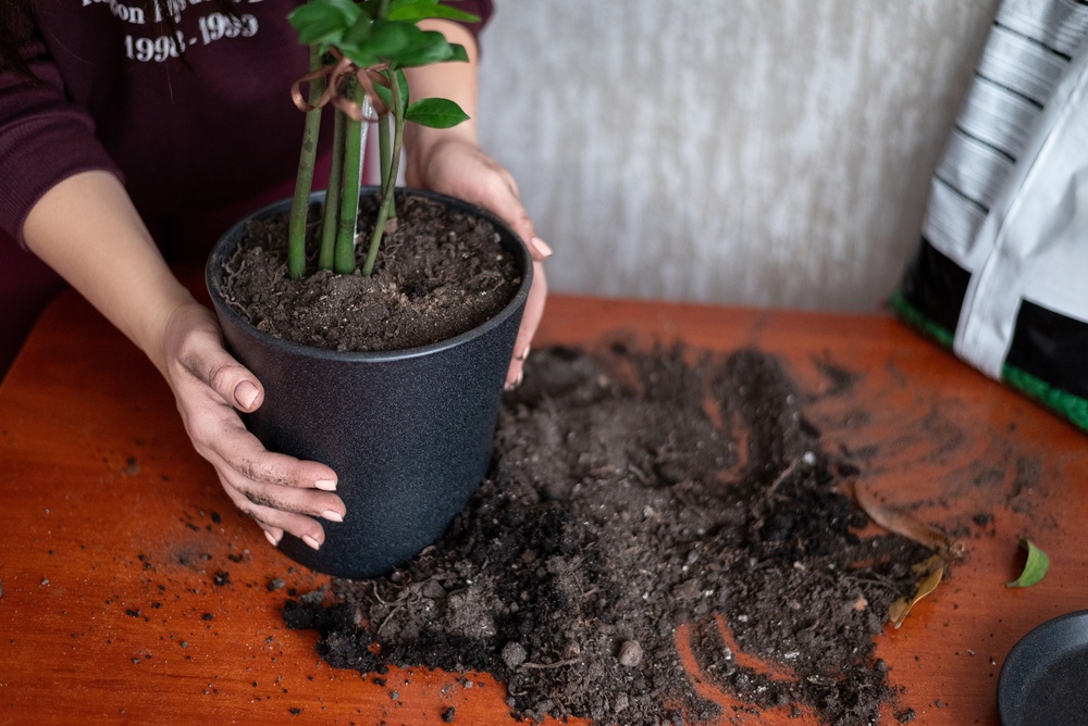 death gap plante: O femeie ține cu mâinile un ghivechi negru cu o plantă ornamentală, proaspăt transplantată.