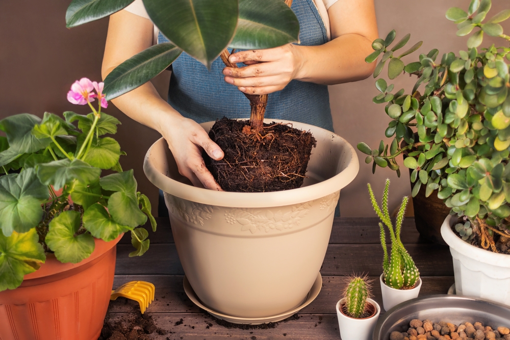 Death gap plante: O femeie replantează într-un ghiveci bej deschis un ficus.