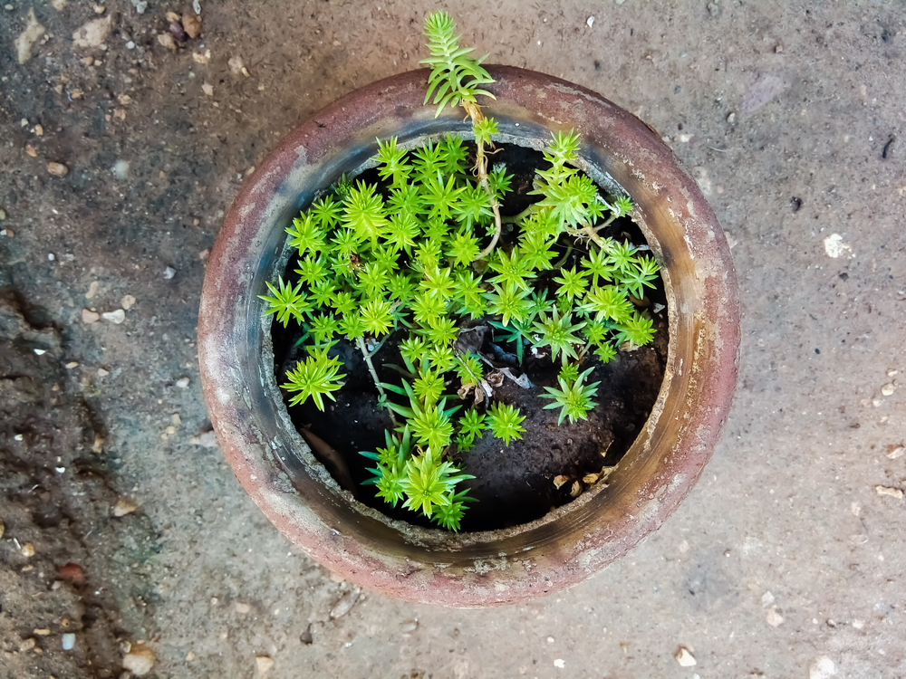 Death gap plante: O plantă suculentă într-un ghiveci din lut fotografiată de sus.