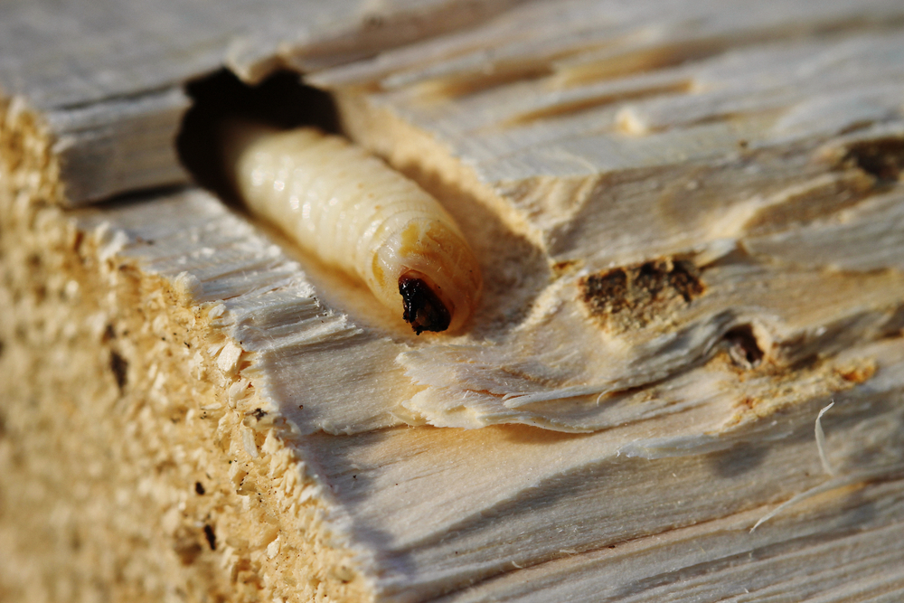 larva insecta xilofaga carii de lemn