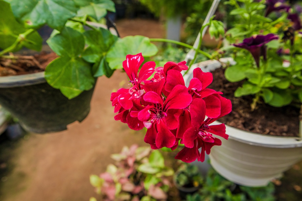 muscata planta nu provoacă alergii