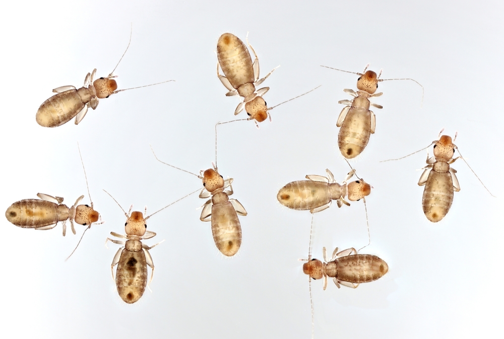 păduchi de carte la microscop
