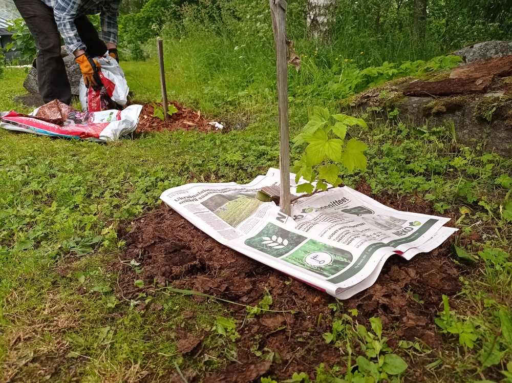 ziar folosit ca mulci in grădină la plante