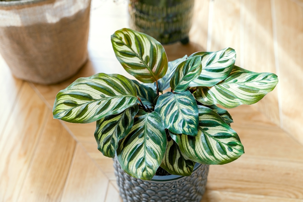 Plante care nu trebuie scoase afară: O calathea makoyana în ghiveci în casă.