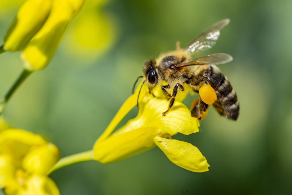 albina pe floare insecta benefică grădină 
