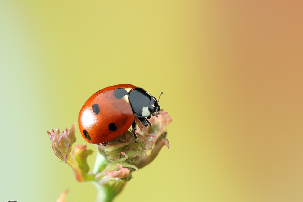 buburuza grădină insecta benefică