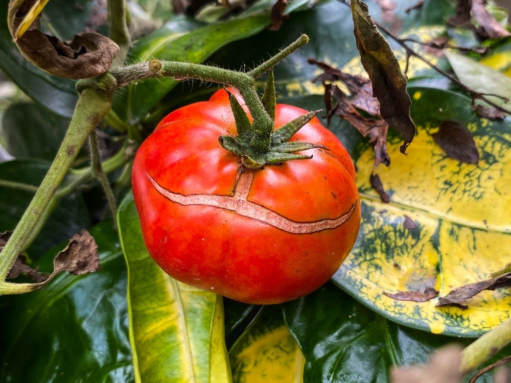 roșie matură crăpată in grădină 
