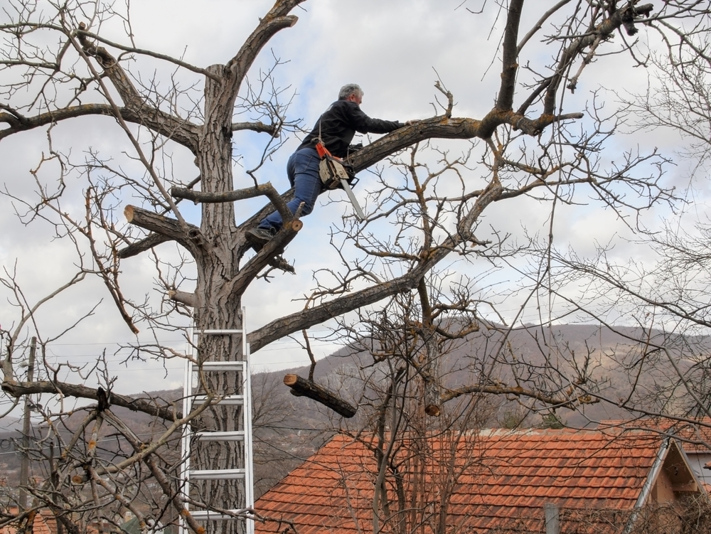 bărbat taie nuc cu drujba nevoie autorizație
