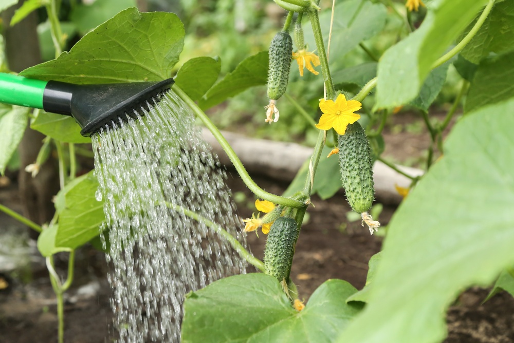 udare planta castraveți pe canicula