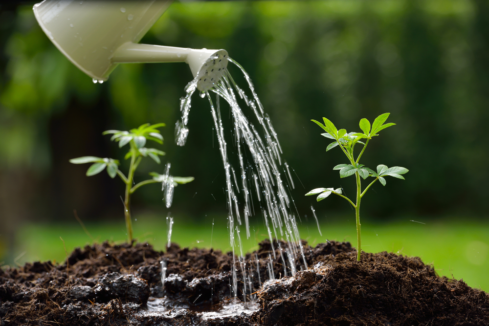 udare plante tinere pe timp de canicula
