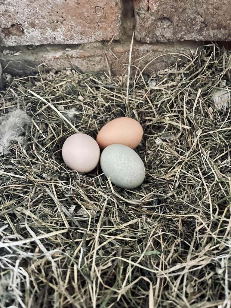 Cei doi au animale și o grădină de care se ocupă
