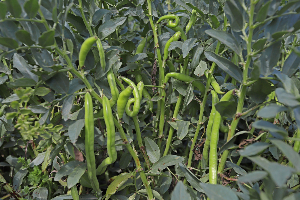 Teci de fasole fava sau bob în grădină.