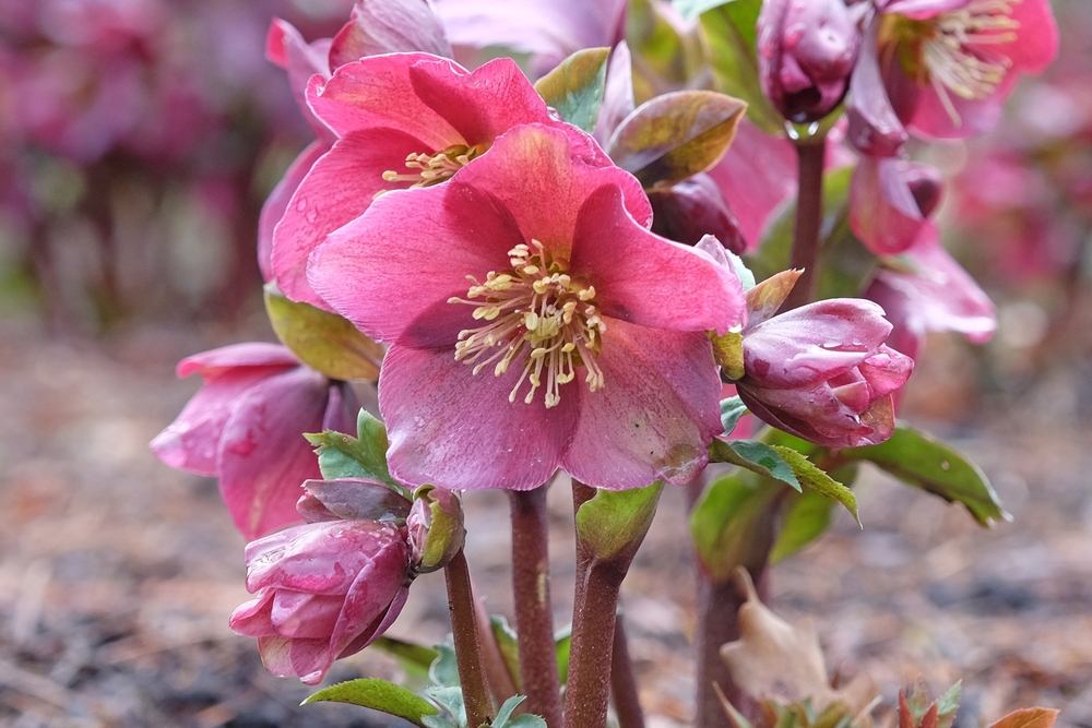Un helleborus înflorit cu flori rozalii în grădină, la umbră.